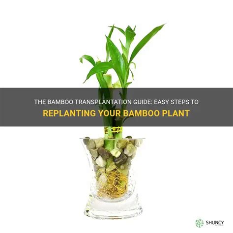 how to transplant bamboo|transplanting bamboo plant in rocks.